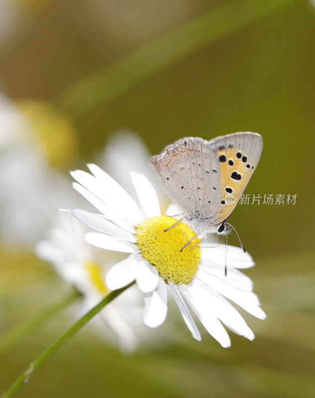 小铜蝶(Lycaena phlaeas)